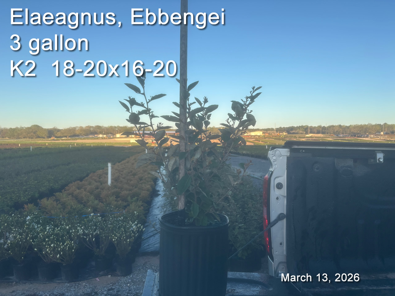 gallery/elea3 k2 mar13.jpg